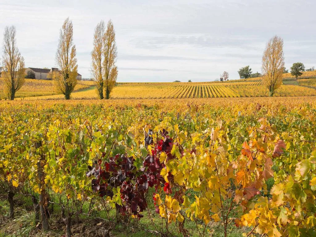 Le jardin ouvert sur les vignobles