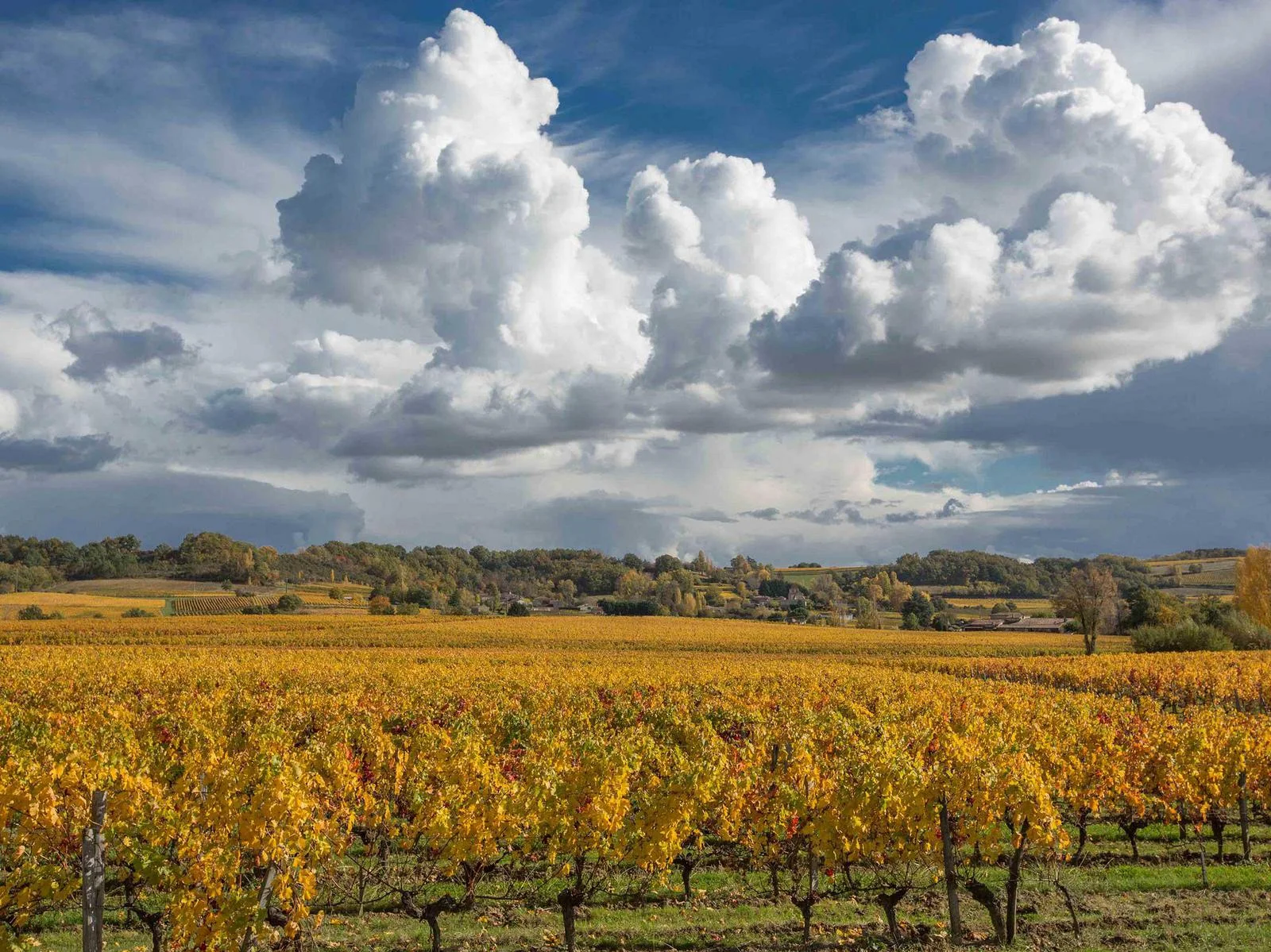 Paysage de vignes autour du Château du Palanquey à Sainte-Colombe