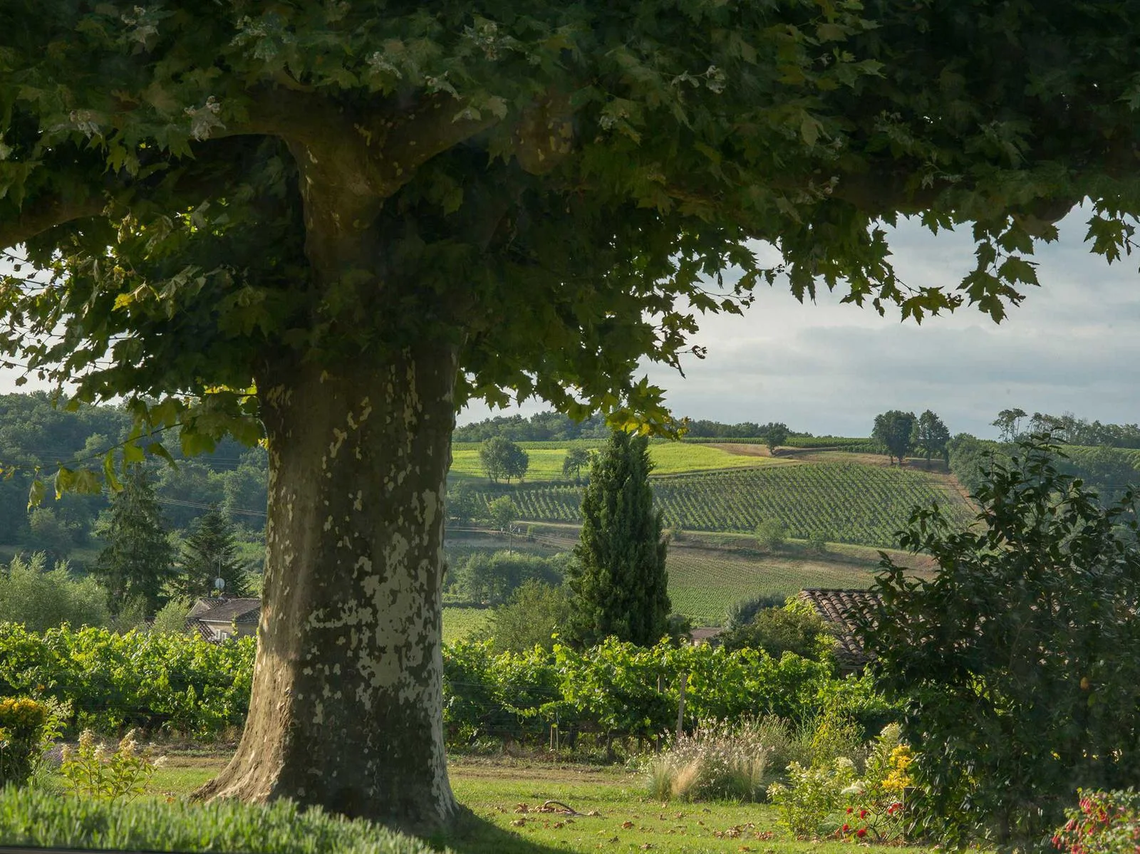 Vue des vignes depuis les chambres