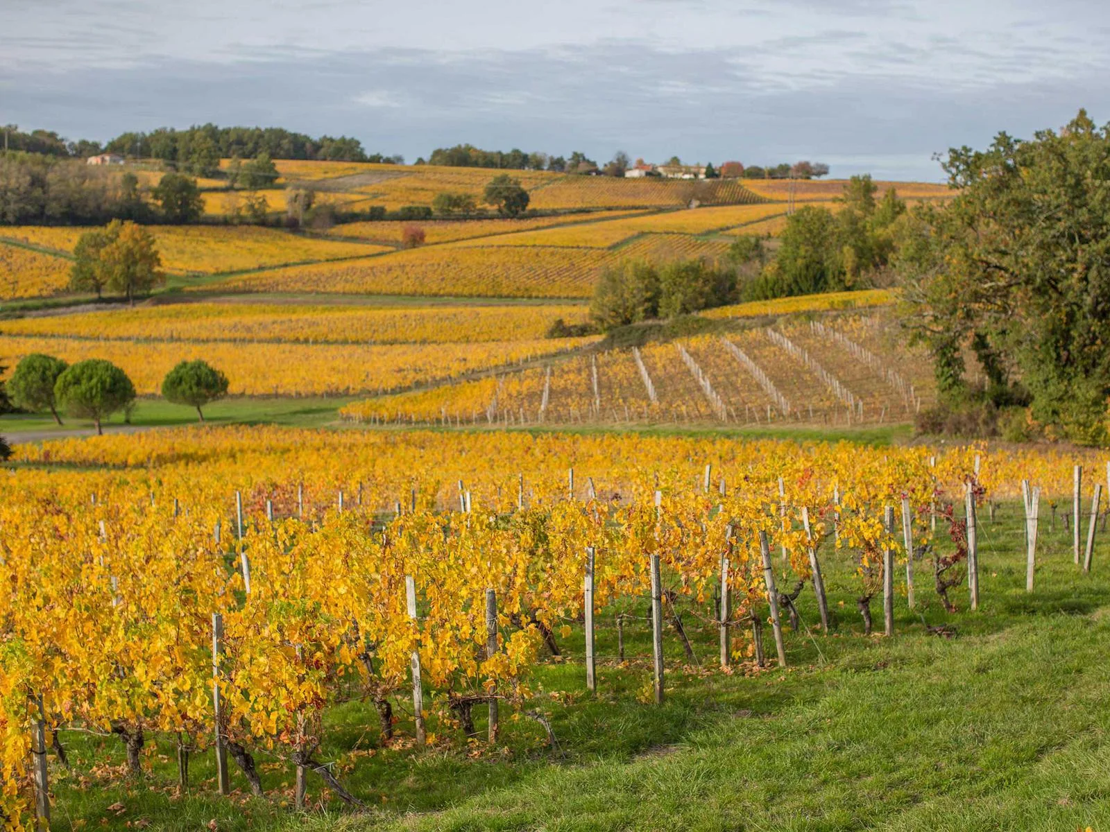 Les couleurs d’automne dans le vignoble
