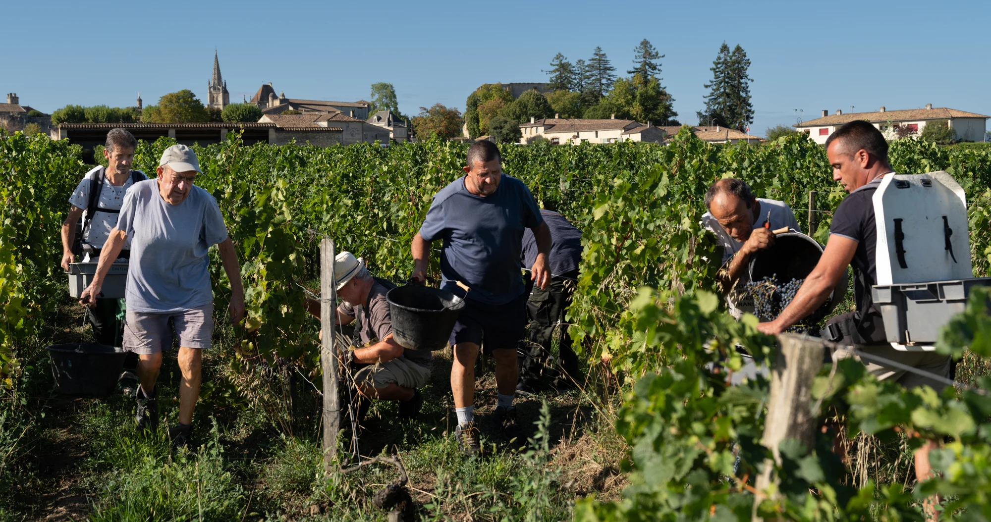 Vendanges dans les vignes au pied du village de Saint-Émilion